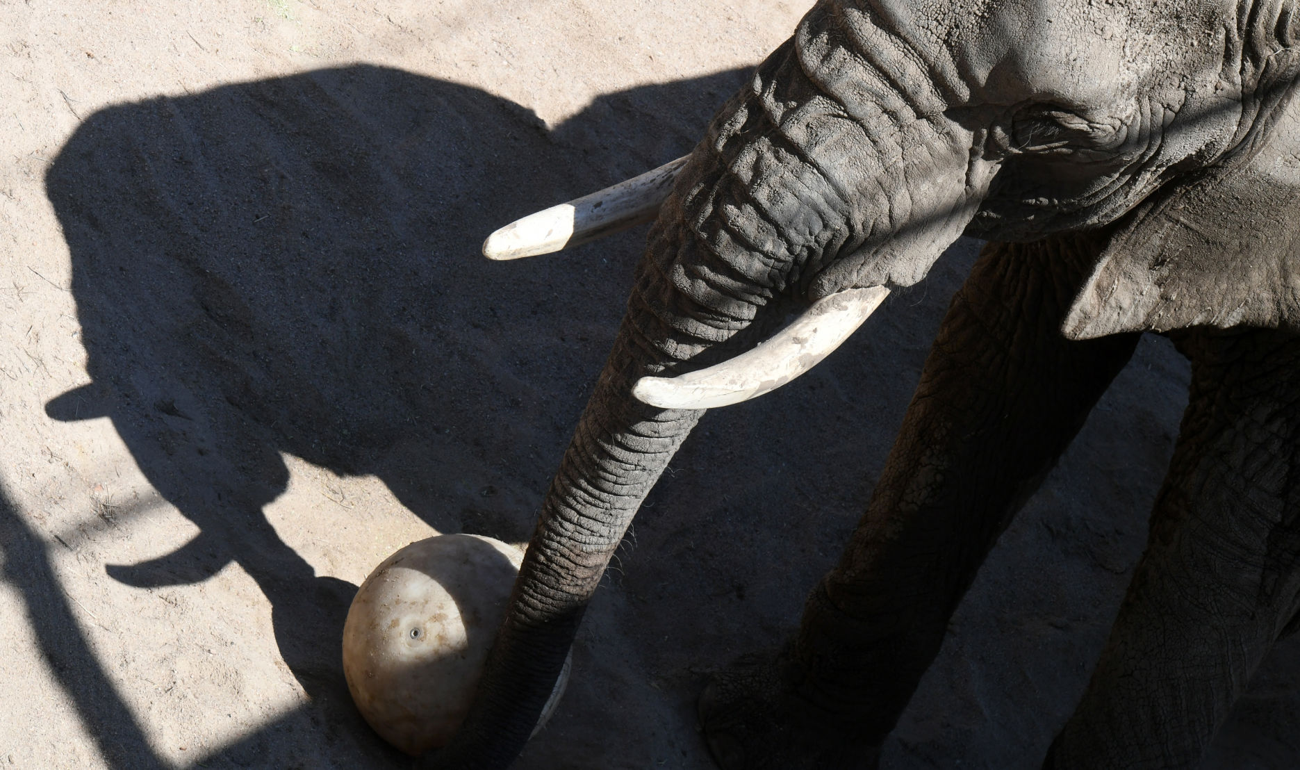 070119-news-elephant 15.JPG